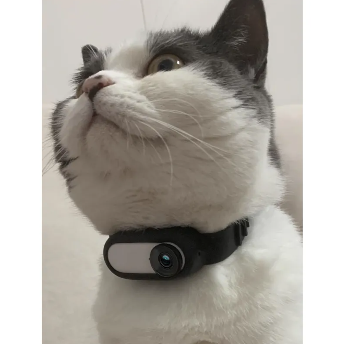 PawCam™ Pet Adventure Camera Harness